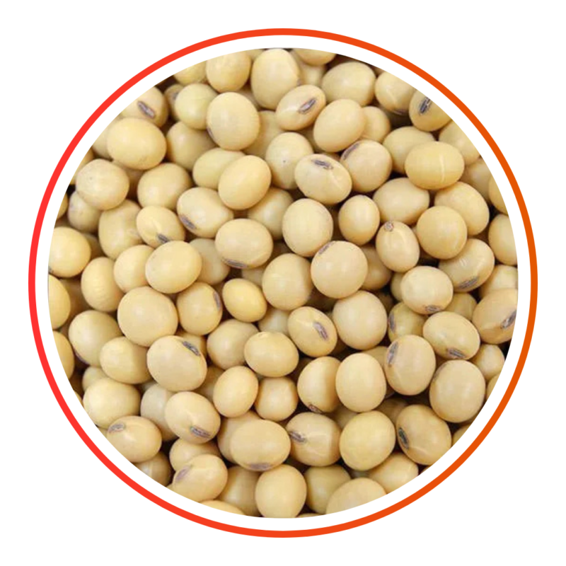 SOYA BEAN